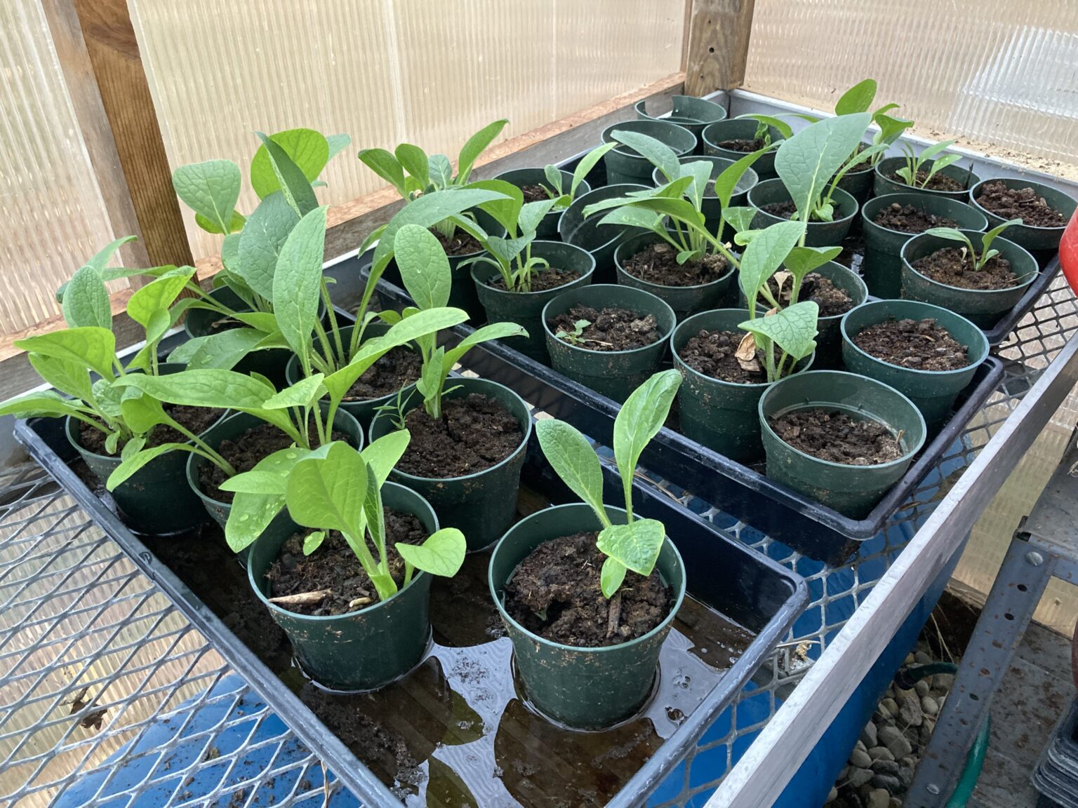 Russian Bocking 14 Comfrey Root Crowns - Cousins Compost 