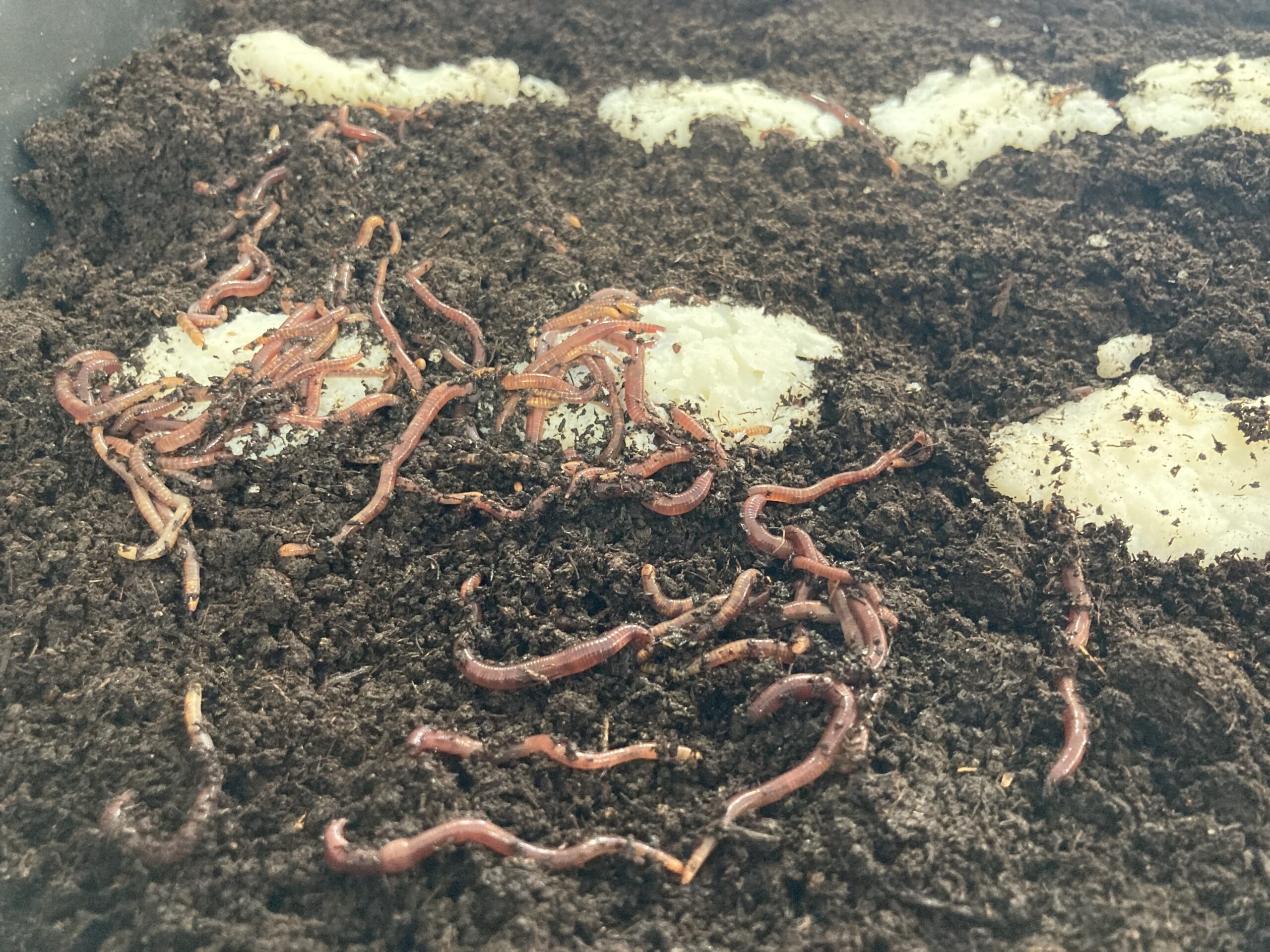 Red Wiggler Worms (Eisenia Fetida) - Cousins Compost