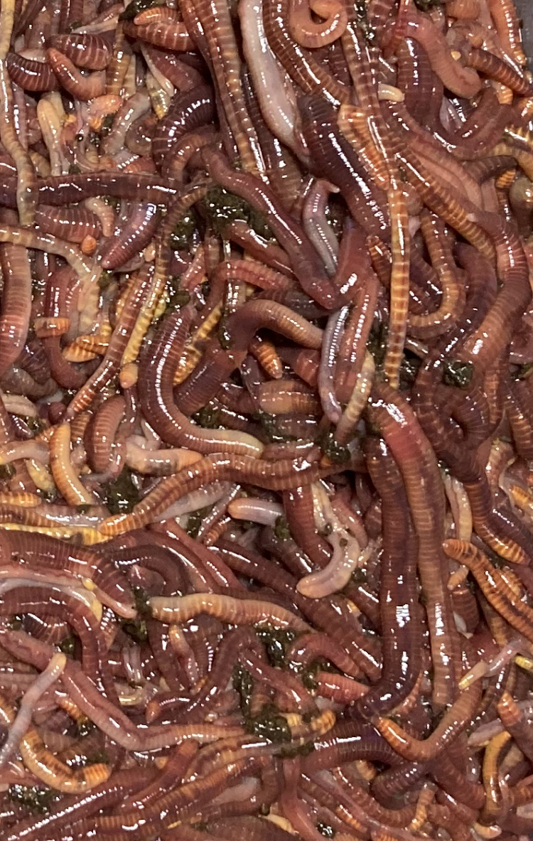 Ren og skær Udråbstegn se Red Wiggler Worms (Eisenia Fetida) - Cousins Compost