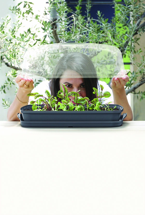 mini table top greenhouse