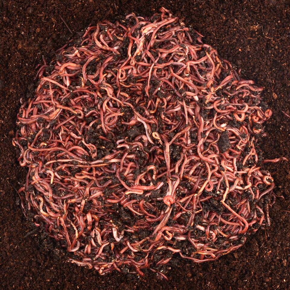Super Reds European Night Crawlers (ENC) - Cousins Compost