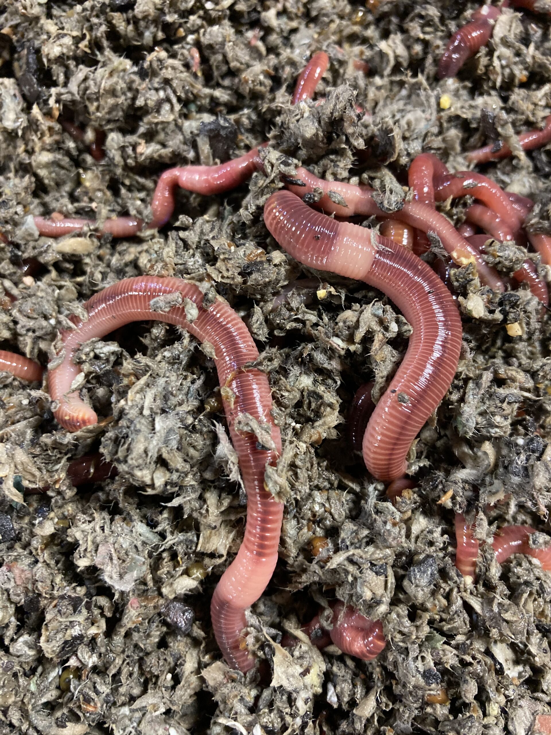 Super Reds European Night Crawlers (ENC) - Cousins Compost