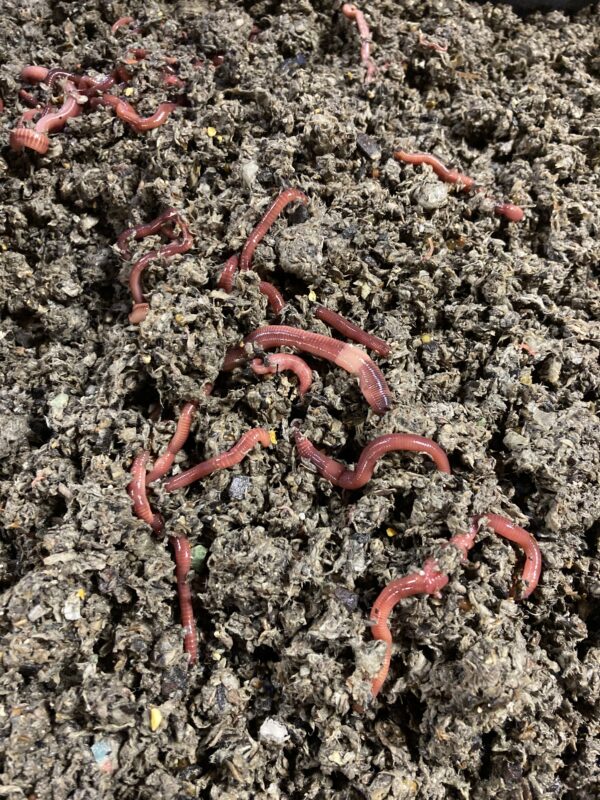 ENC worms