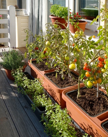 self watering planter tomatoes